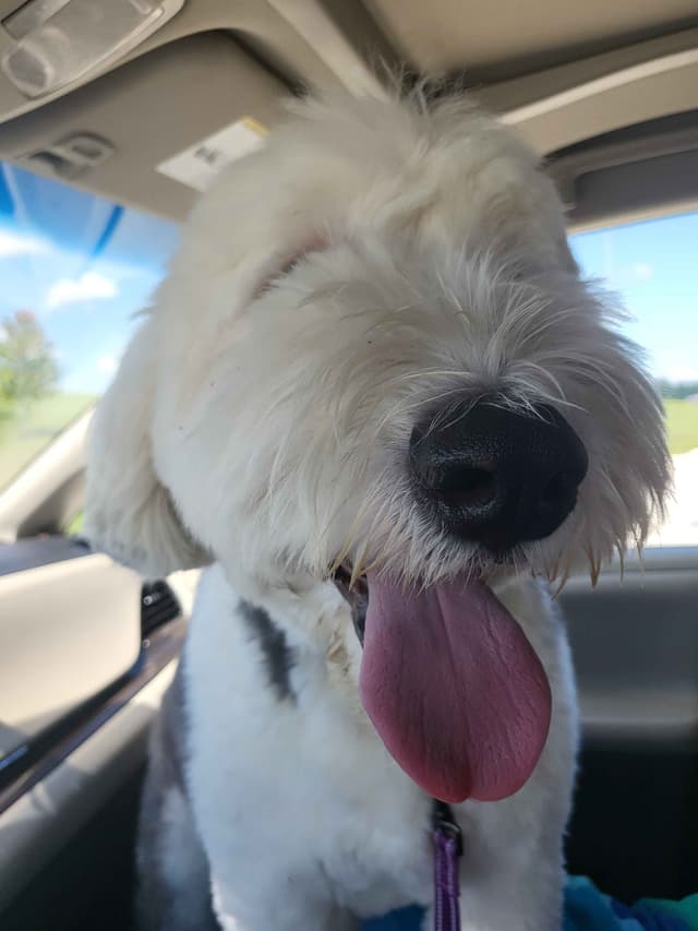 Old English Sheepdog Puppies media 14
