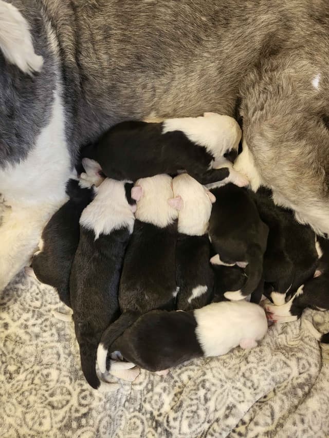 Old English Sheepdog Puppies media 15