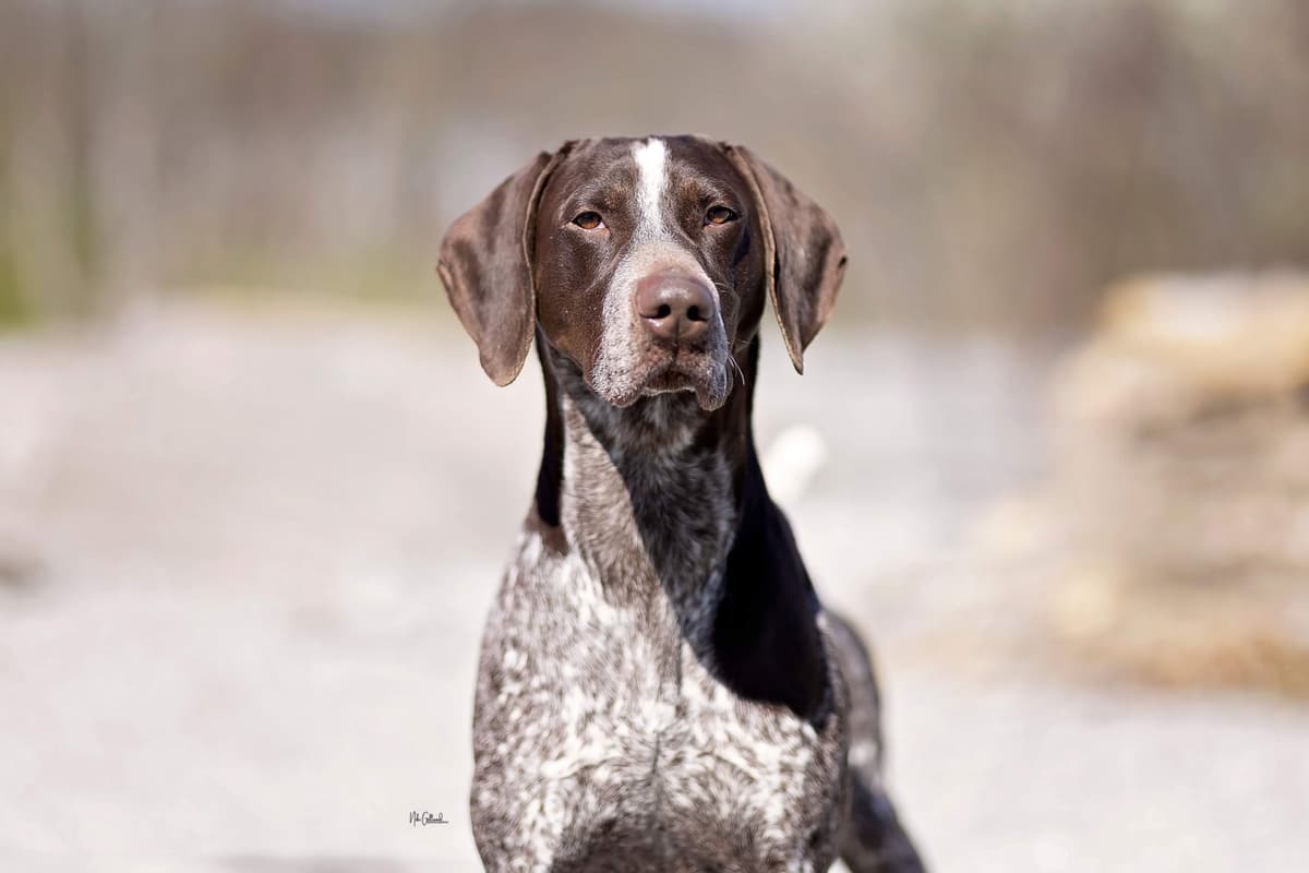 German Shorthaired Pointer Puppies breeder image 7