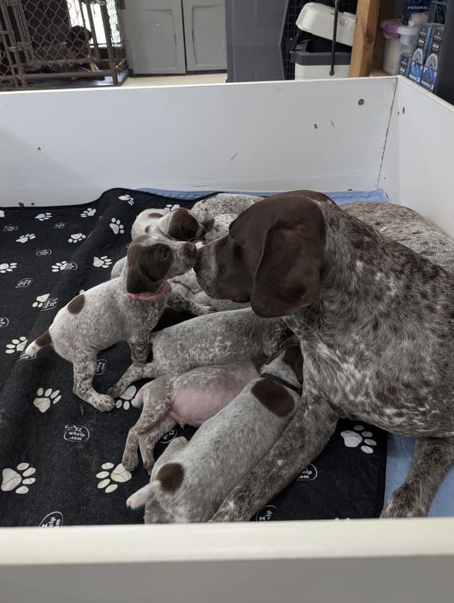 German Shorthaired Pointer Puppies media 2