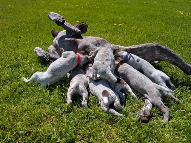 German Shorthaired Pointer Puppies media 3