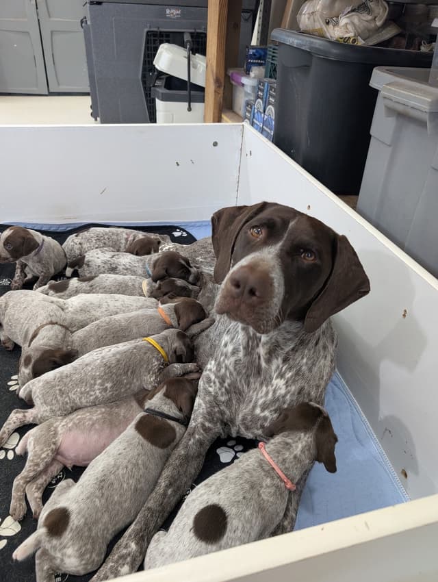 German Shorthaired Pointer Puppies media 4