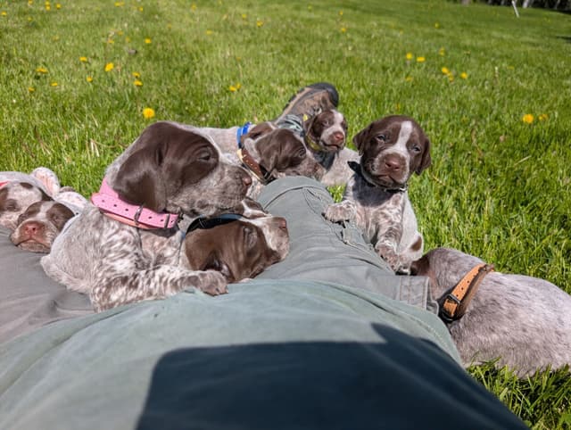 German Shorthaired Pointer Puppies media 5