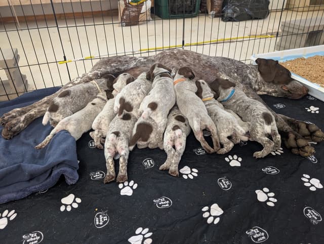 German Shorthaired Pointer Puppies media 6
