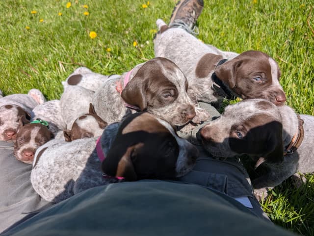 German Shorthaired Pointer Puppies media 7