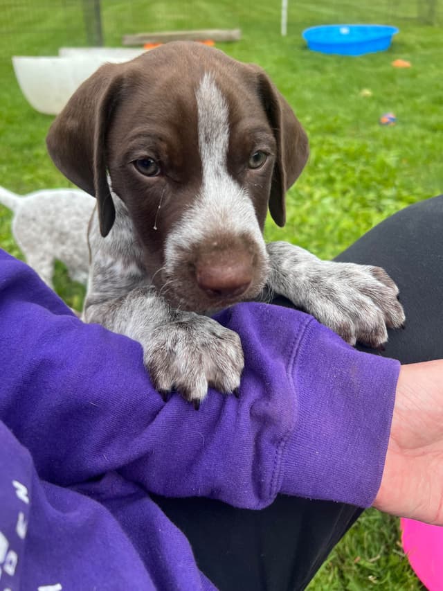 German Shorthaired Pointer Puppies media 11