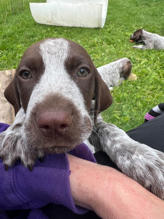 German Shorthaired Pointer Puppies media 12
