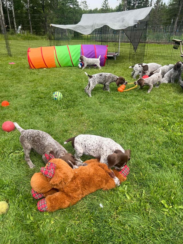 German Shorthaired Pointer Puppies media 13
