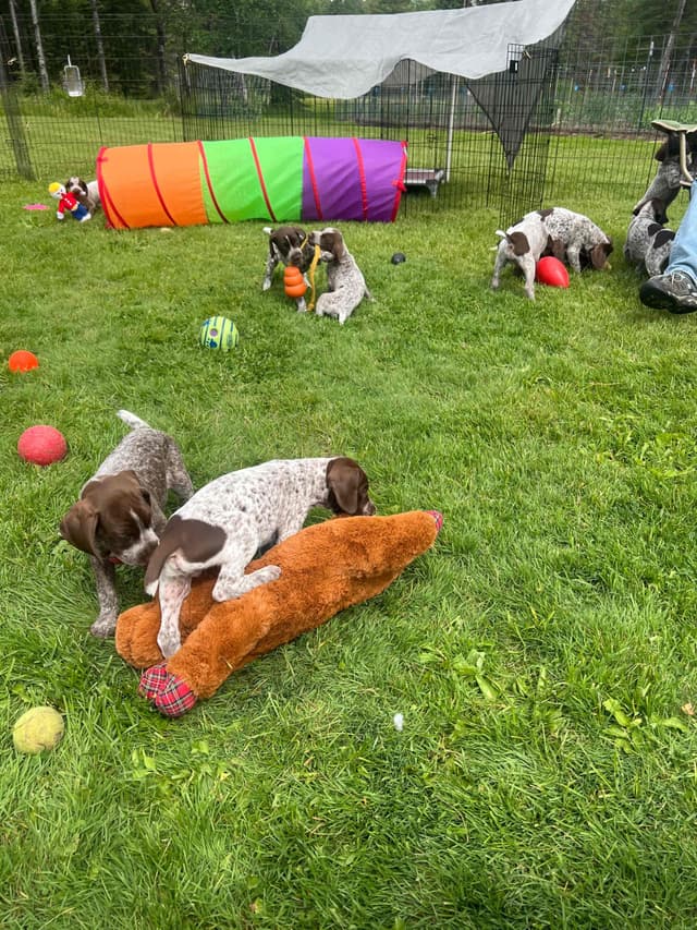 German Shorthaired Pointer Puppies media 14
