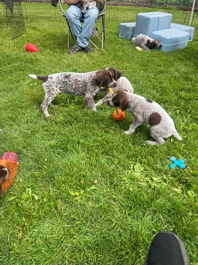 German Shorthaired Pointer Puppies media 15