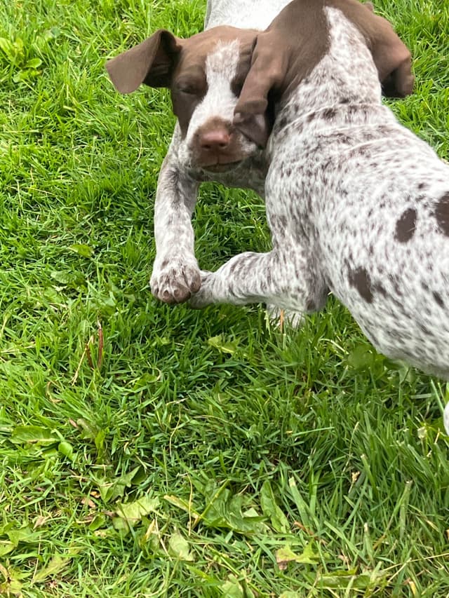 German Shorthaired Pointer Puppies media 16