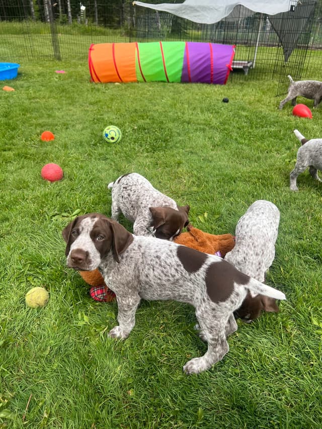 German Shorthaired Pointer Puppies media 18