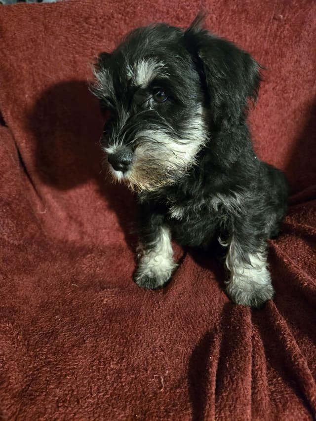 VRB Miniature Schnauzer Puppies media 2
