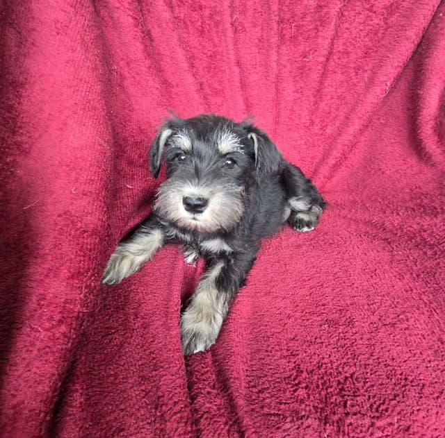 VRB Miniature Schnauzer Puppies media 3
