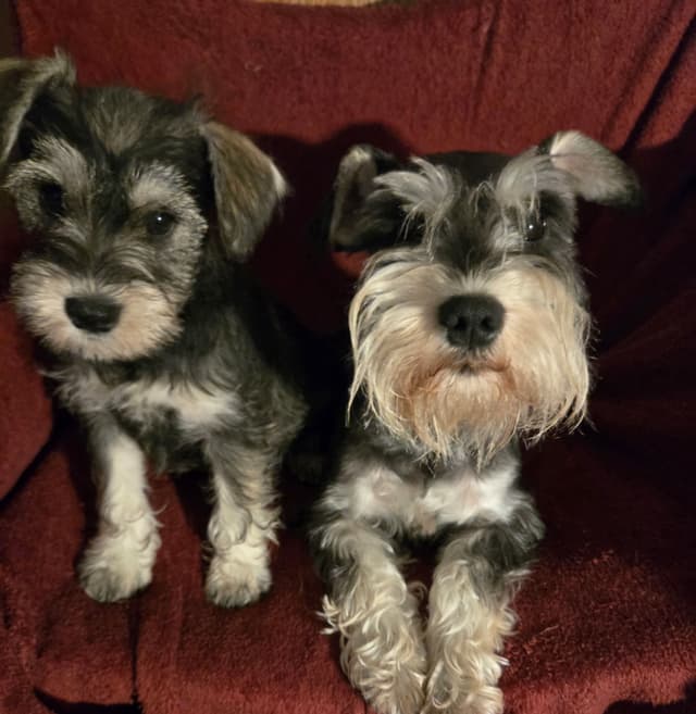 VRB Miniature Schnauzer Puppies media 7