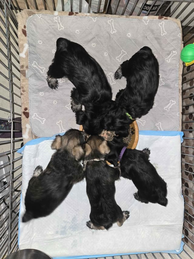 VRB Miniature Schnauzer Puppies media 5