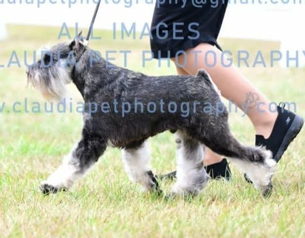 VRB Miniature Schnauzer Puppies media 6
