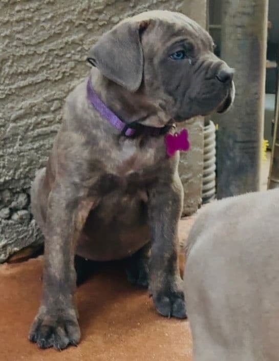 Cane Corso Puppies breeder image 9