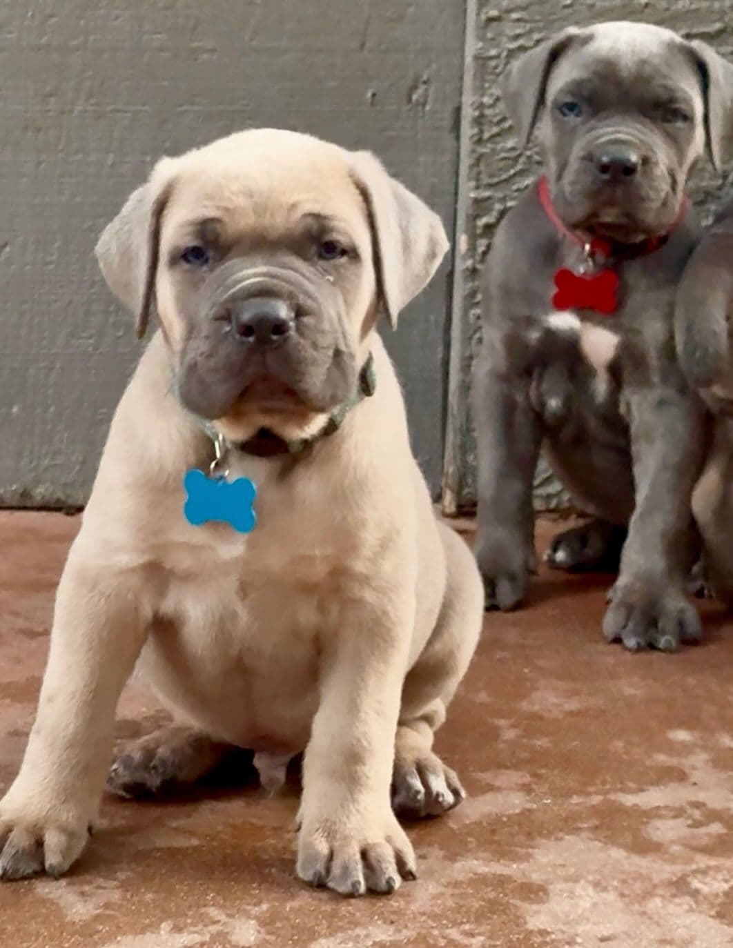 Cane Corso Puppies breeder image 7