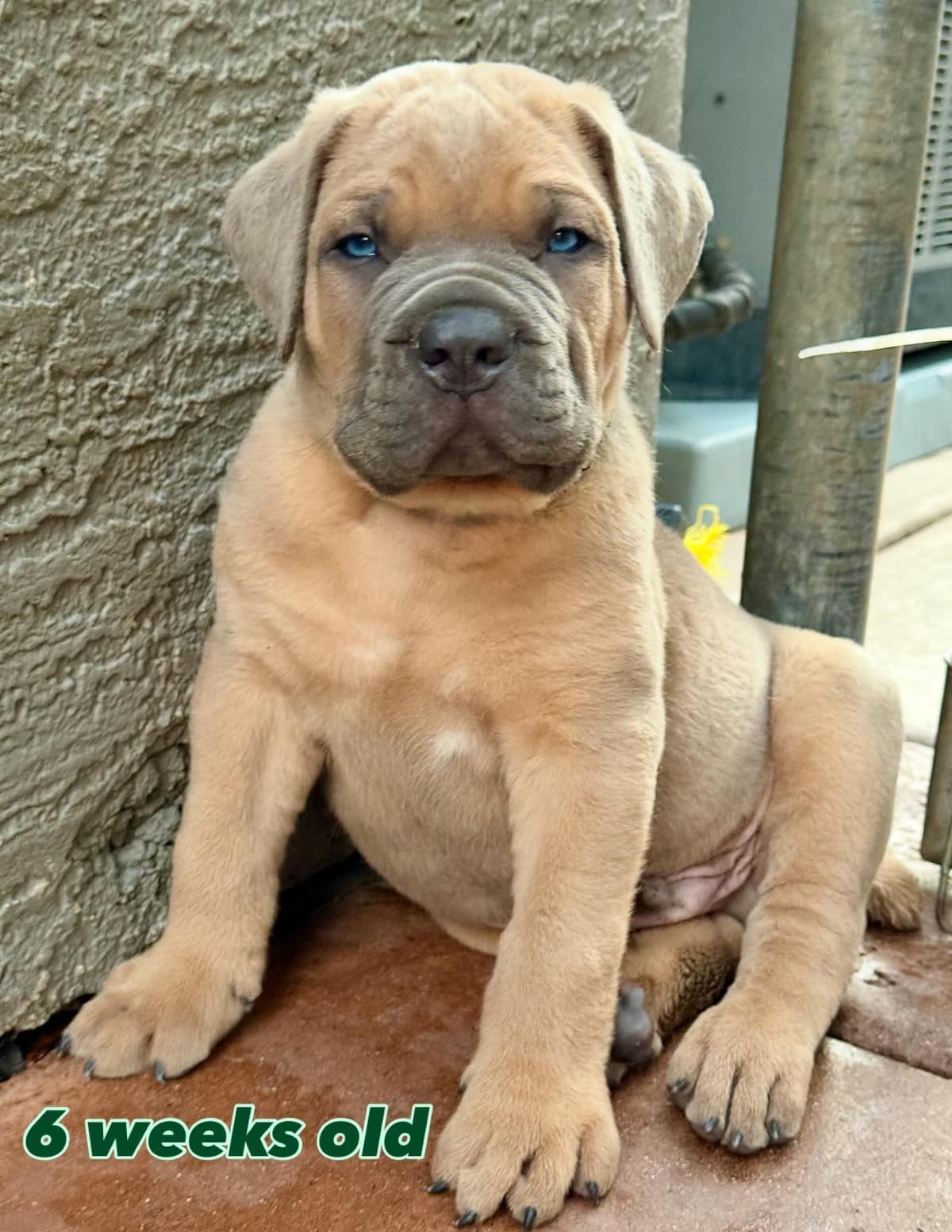 Cane Corso Puppies breeder image 8