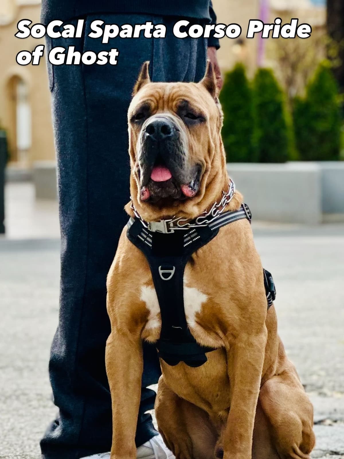 Cane Corso Puppies breeder image 2