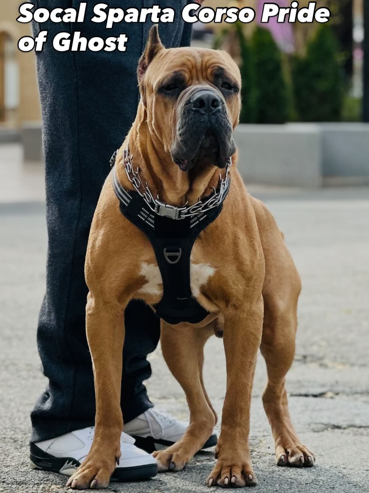 Cane Corso Puppies breeder image 1
