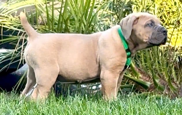 Cane Corso Puppies breeder image 10