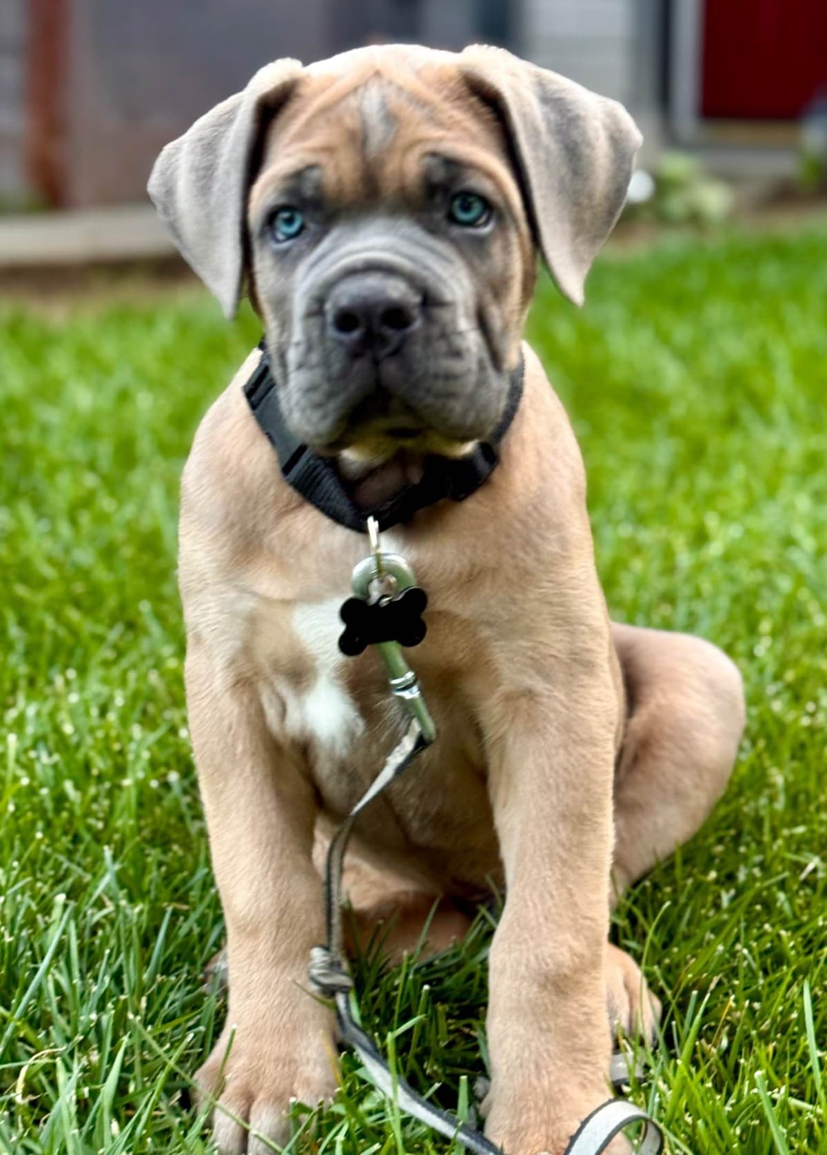 Cane Corso Puppies breeder image 14