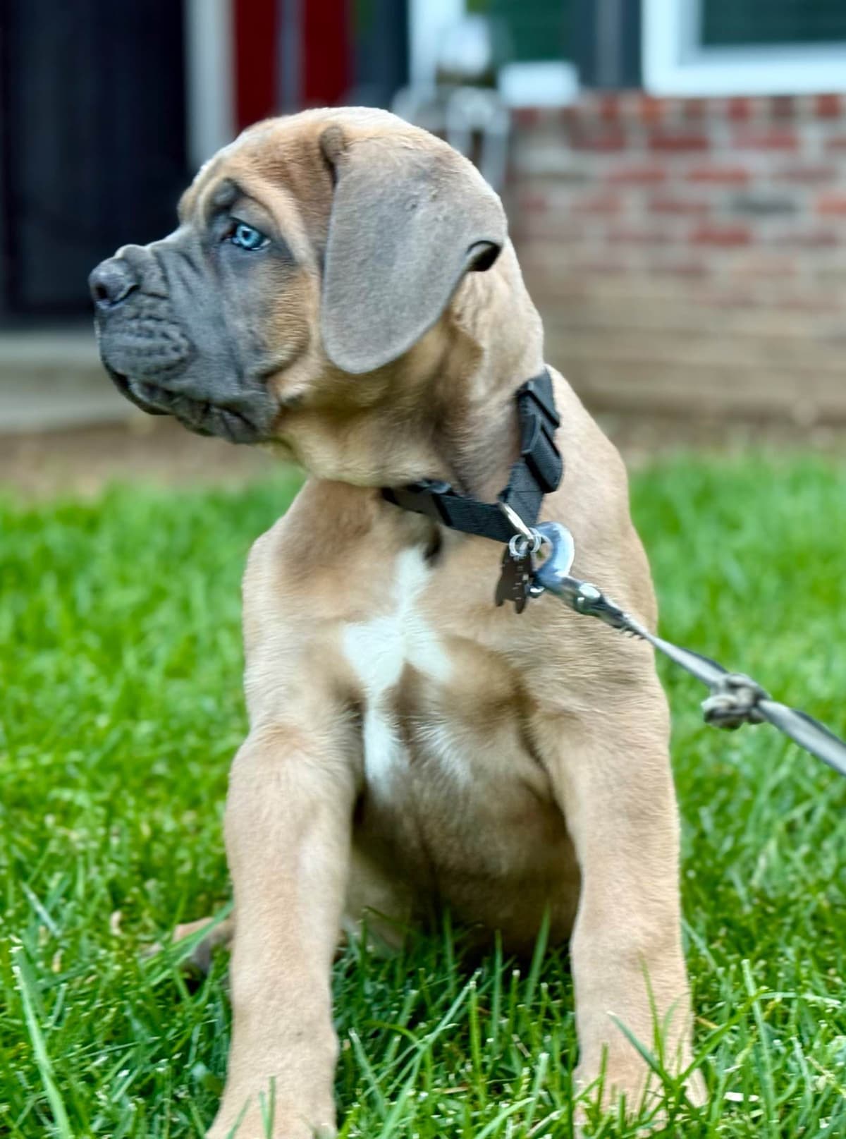 Cane Corso Puppies breeder image 13