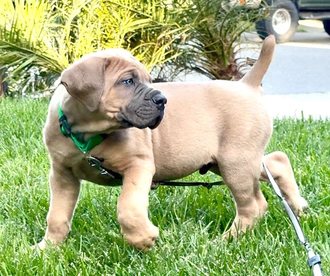 Cane Corso Puppies breeder image 12