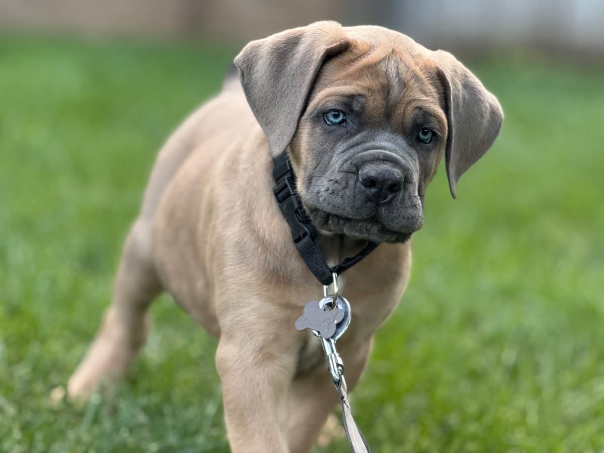 Cane Corso Puppies breeder image 15