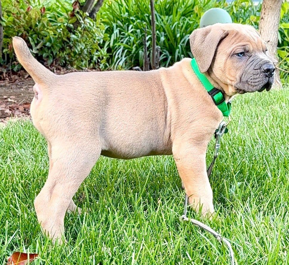 Cane Corso Puppies breeder image 16