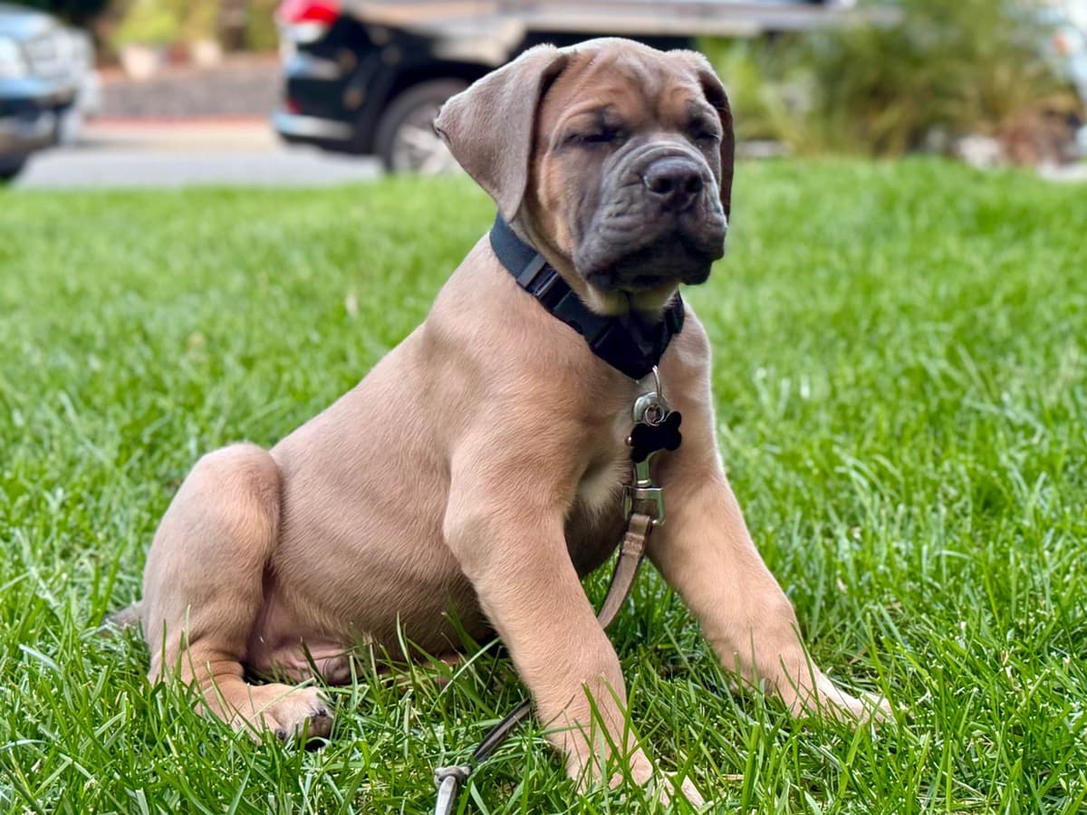 Cane Corso Puppies breeder image 18