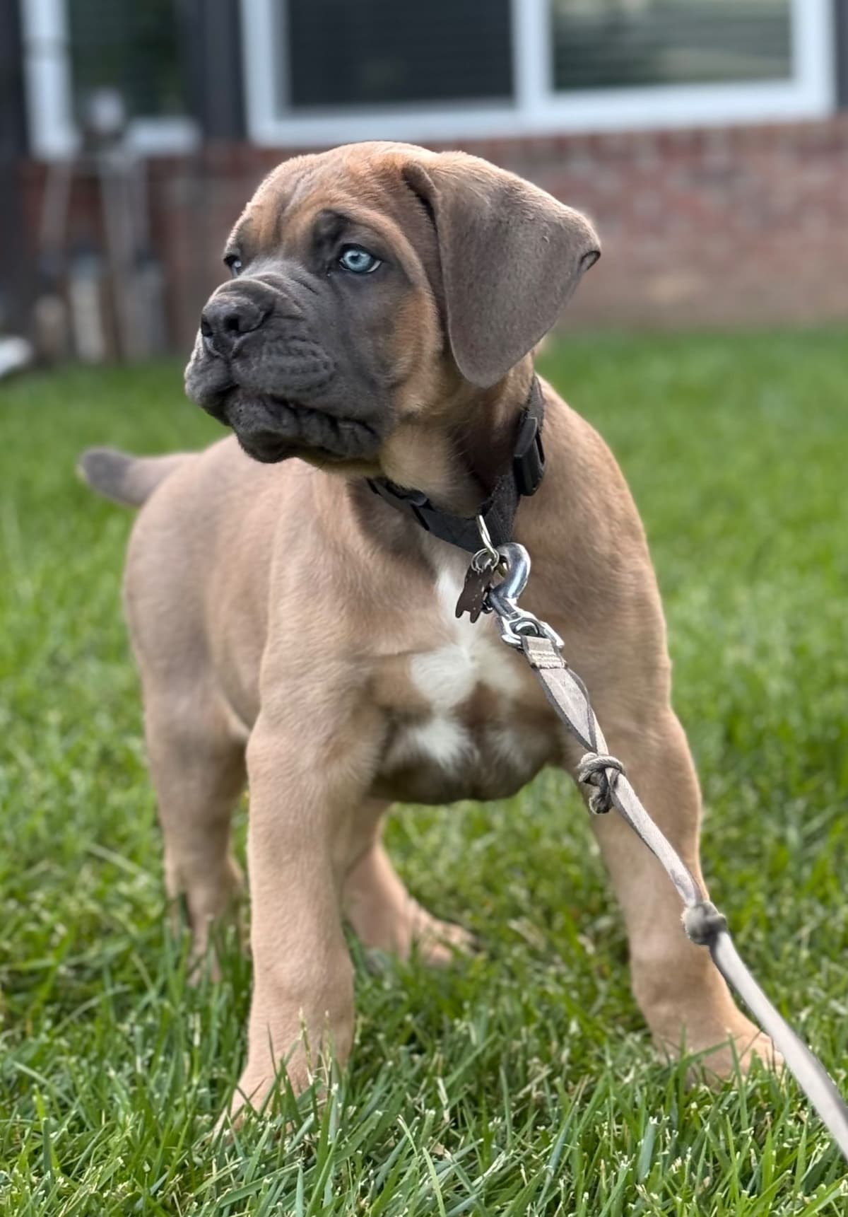 Cane Corso Puppies breeder image 17