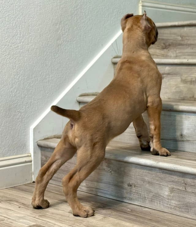 Cane Corso Puppies media 2