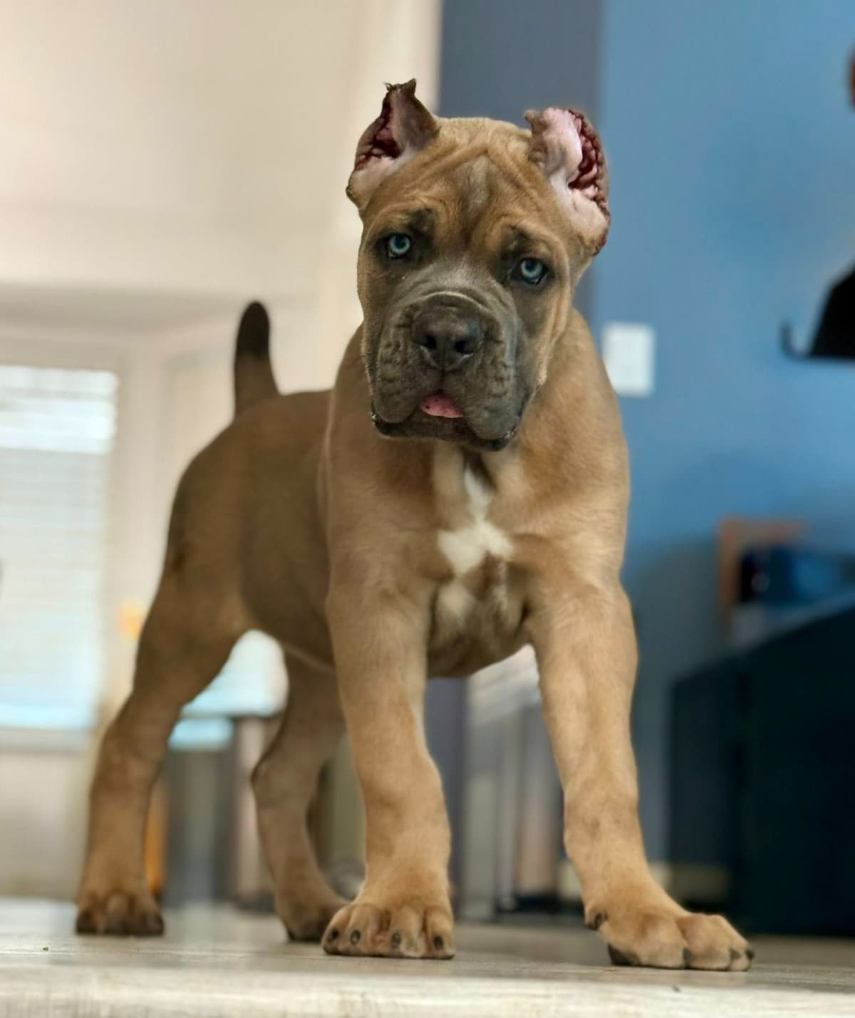 Cane Corso Puppies breeder image 4