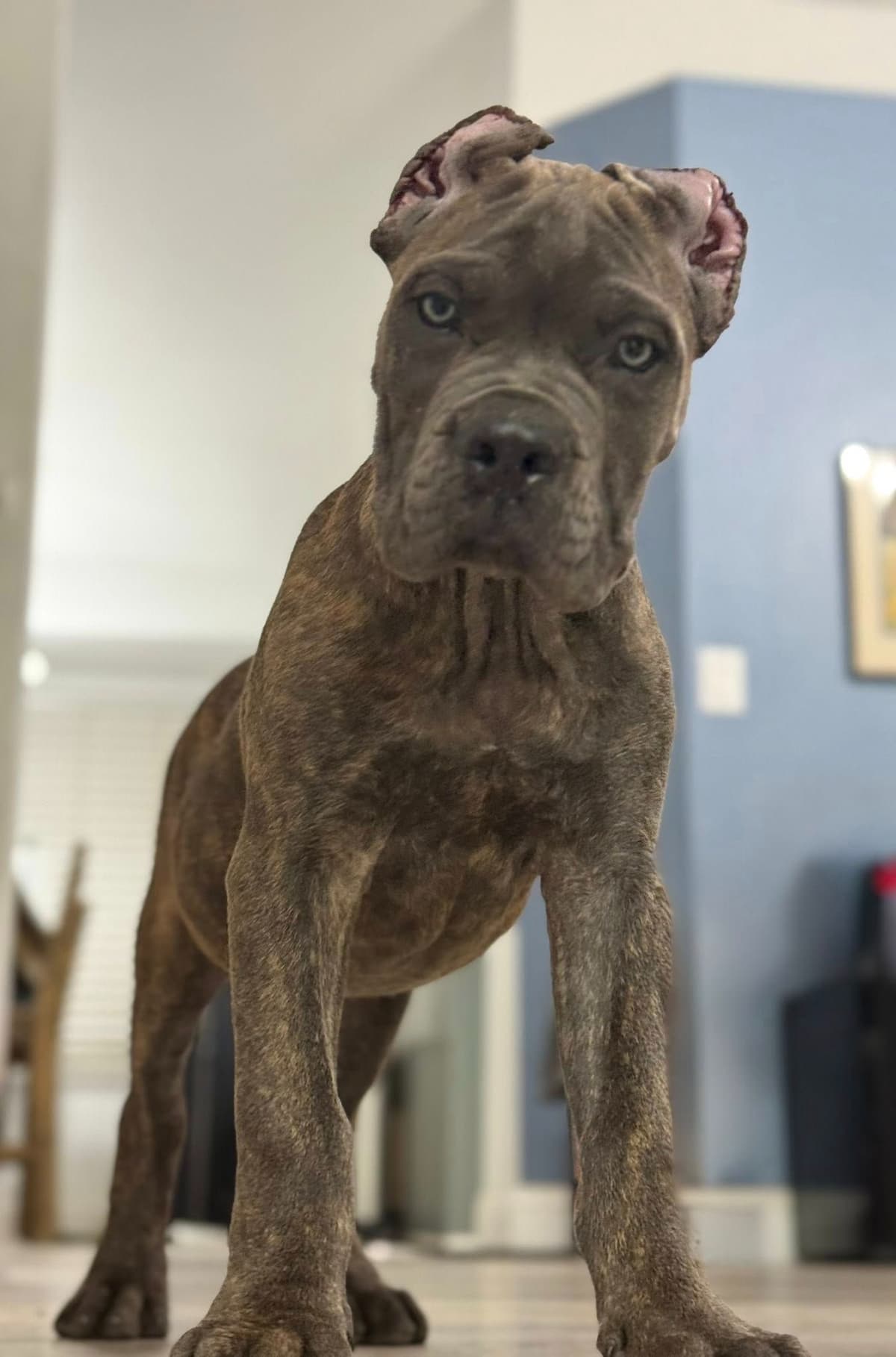 Cane Corso Puppies breeder image 6