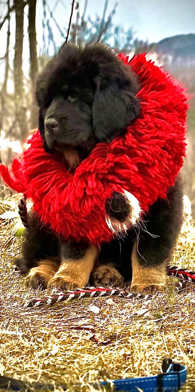 Tibetan Mastiff Puppies media 2