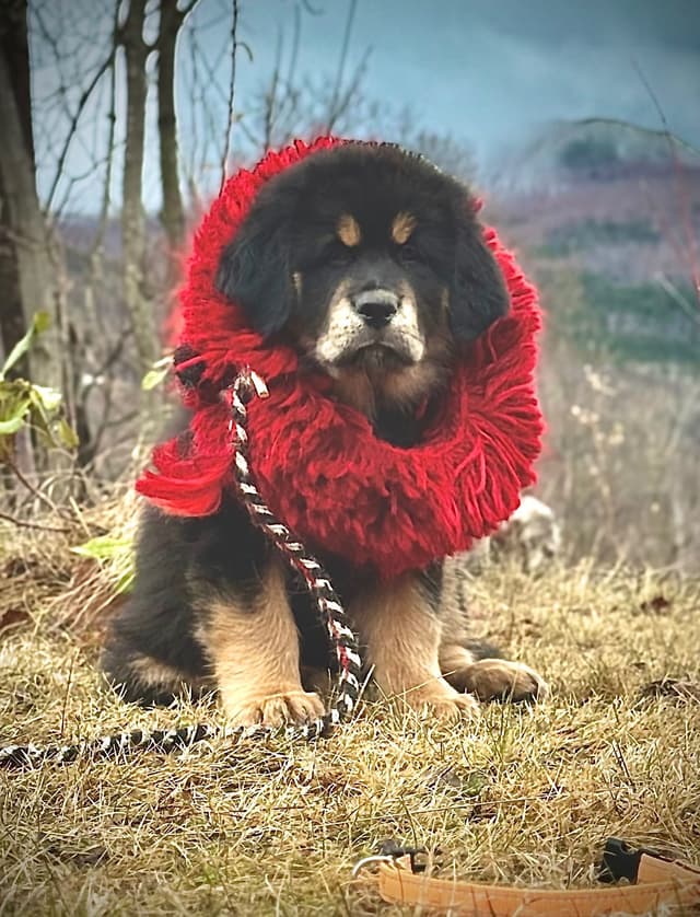 Tibetan Mastiff Puppies media 3