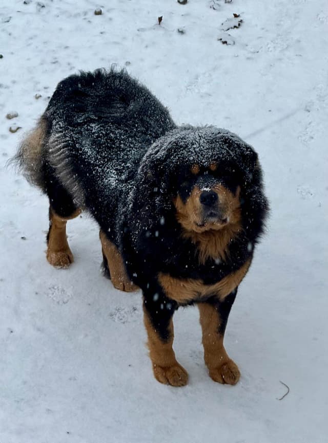 Tibetan Mastiff Puppies media 4