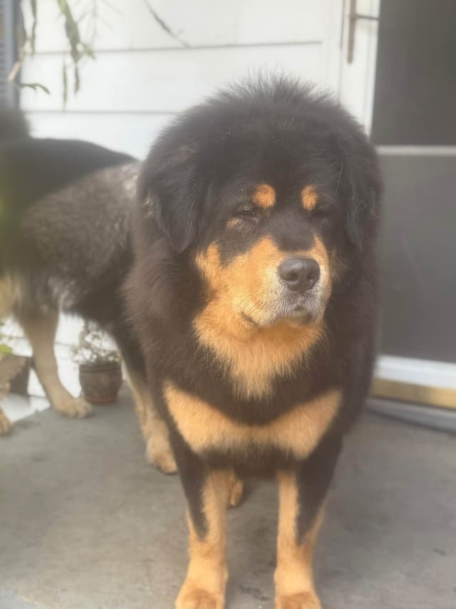 Tibetan Mastiff Puppies media 7