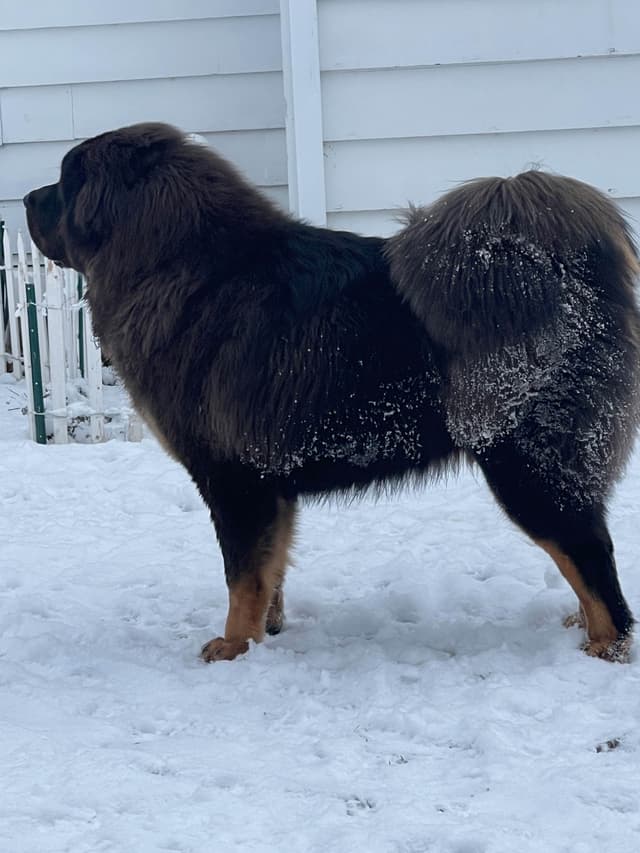 Tibetan Mastiff Puppies media 8