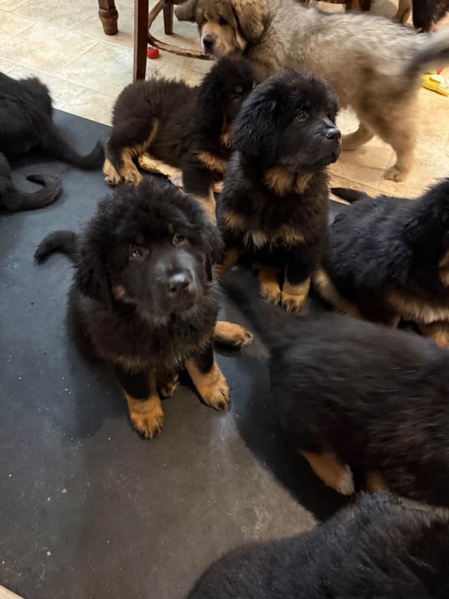 Tibetan Mastiff Puppies media 11