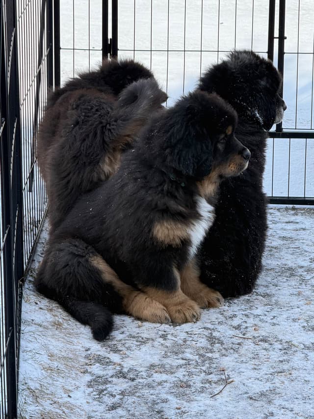 Tibetan Mastiff Puppies media 13