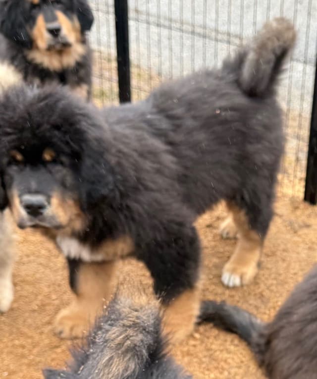 Tibetan Mastiff Puppies media 14