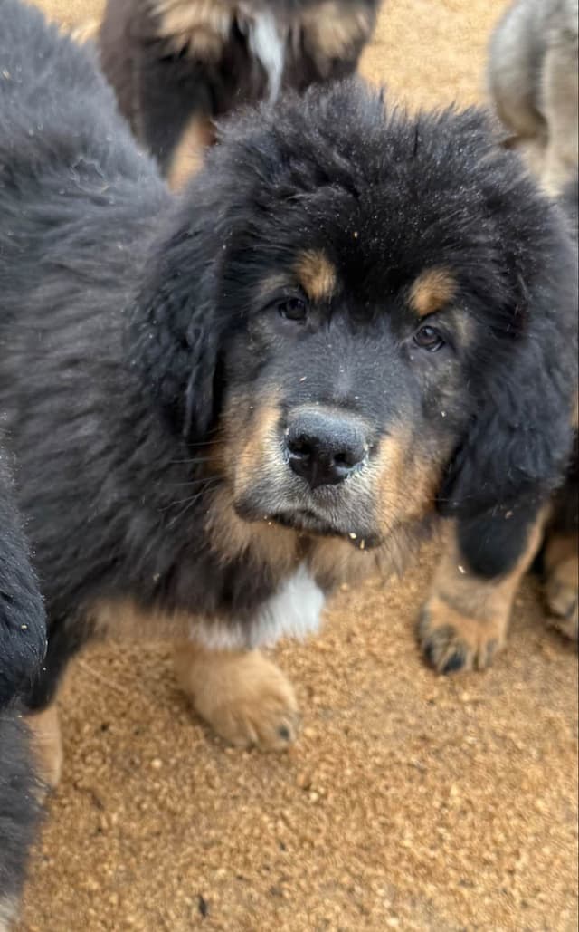 Tibetan Mastiff Puppies media 15