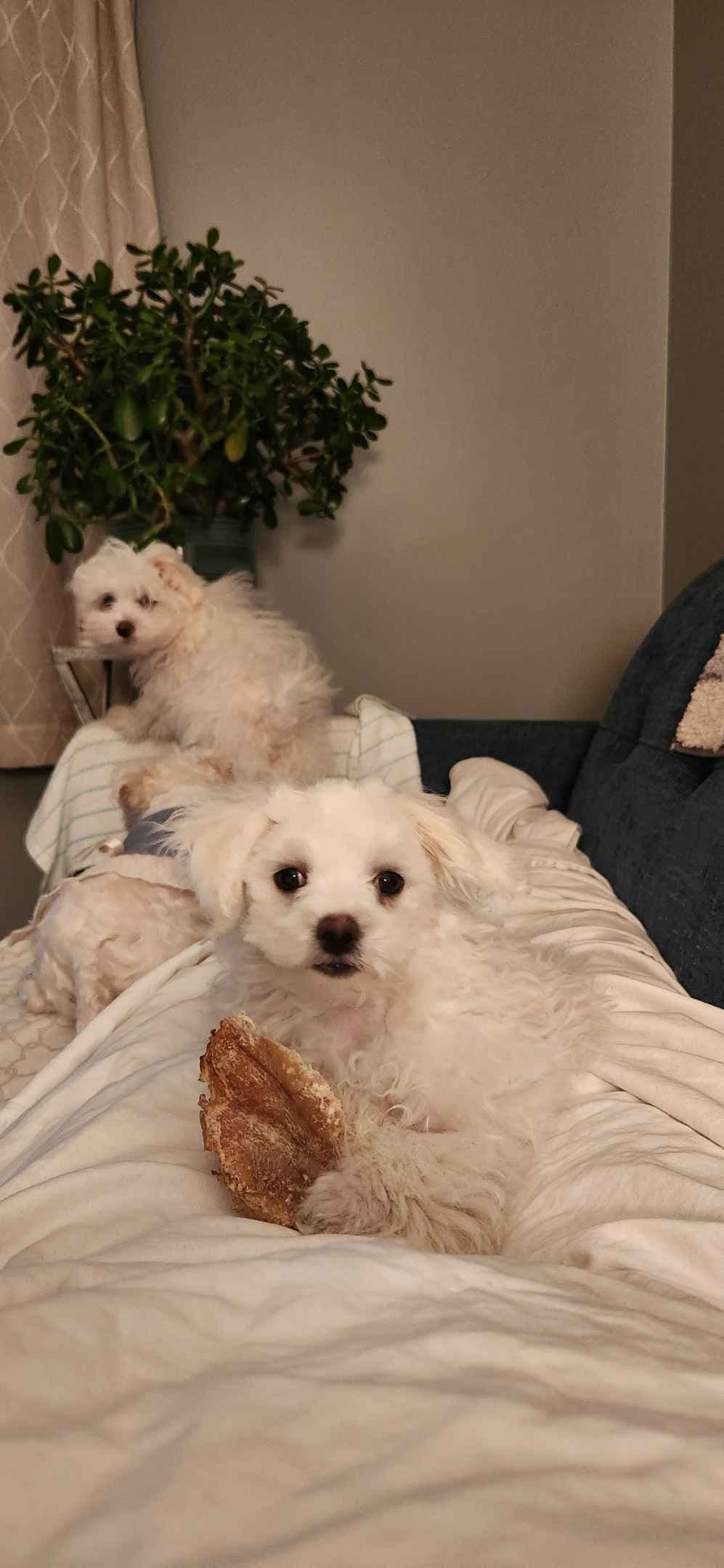Mid Michigan Toy Maltese breeder image 1