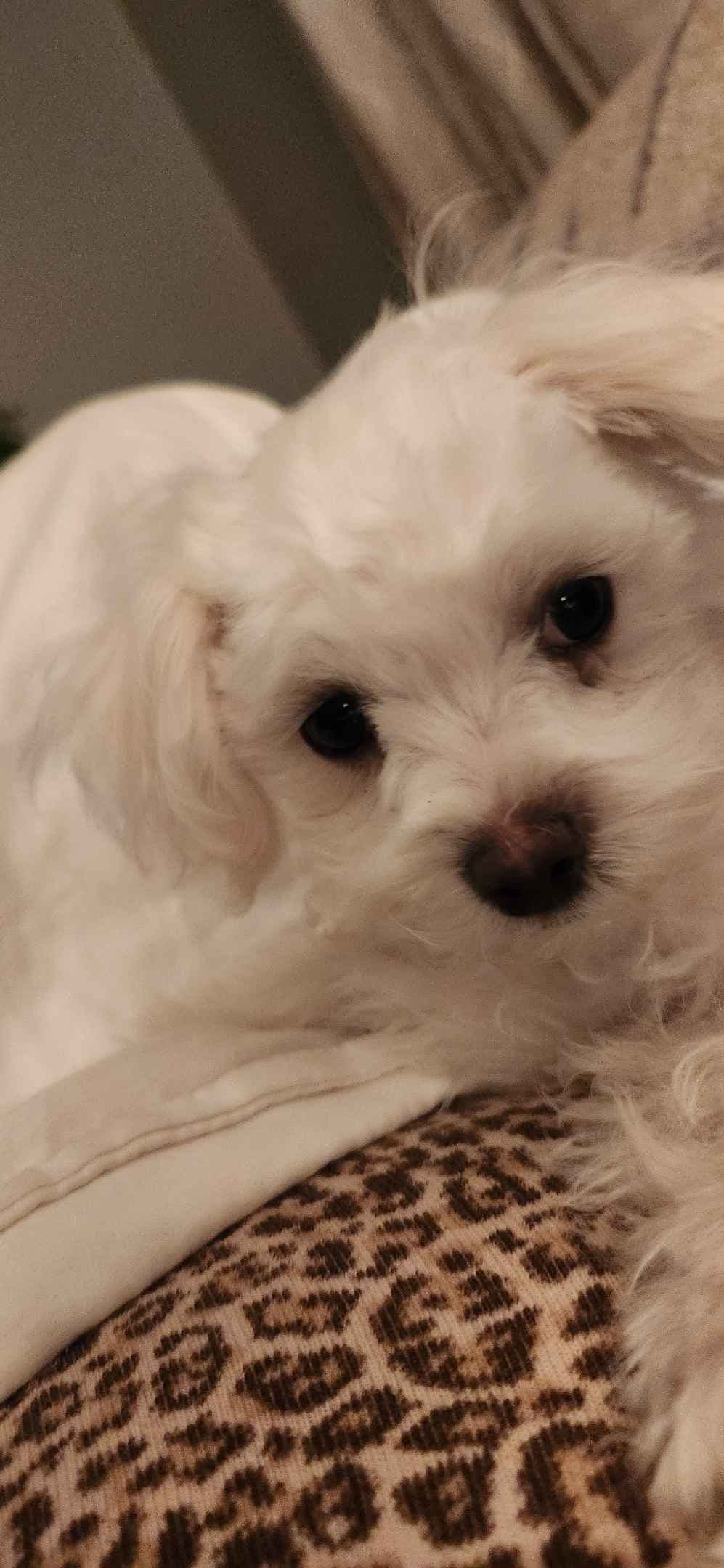 Mid Michigan Toy Maltese breeder image 2