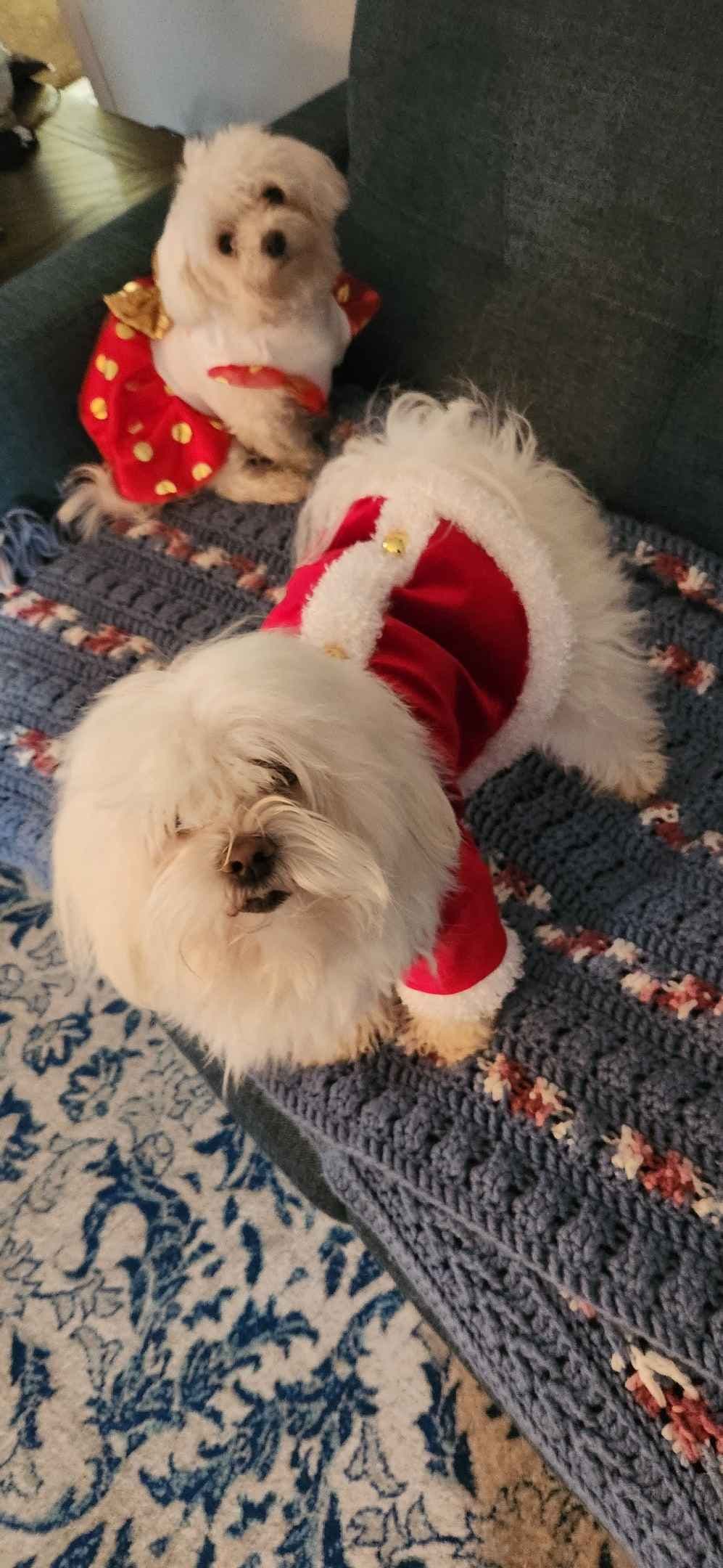 Mid Michigan Toy Maltese breeder image 3