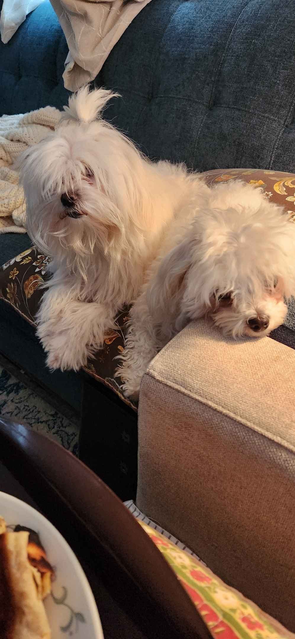 Mid Michigan Toy Maltese breeder image 4